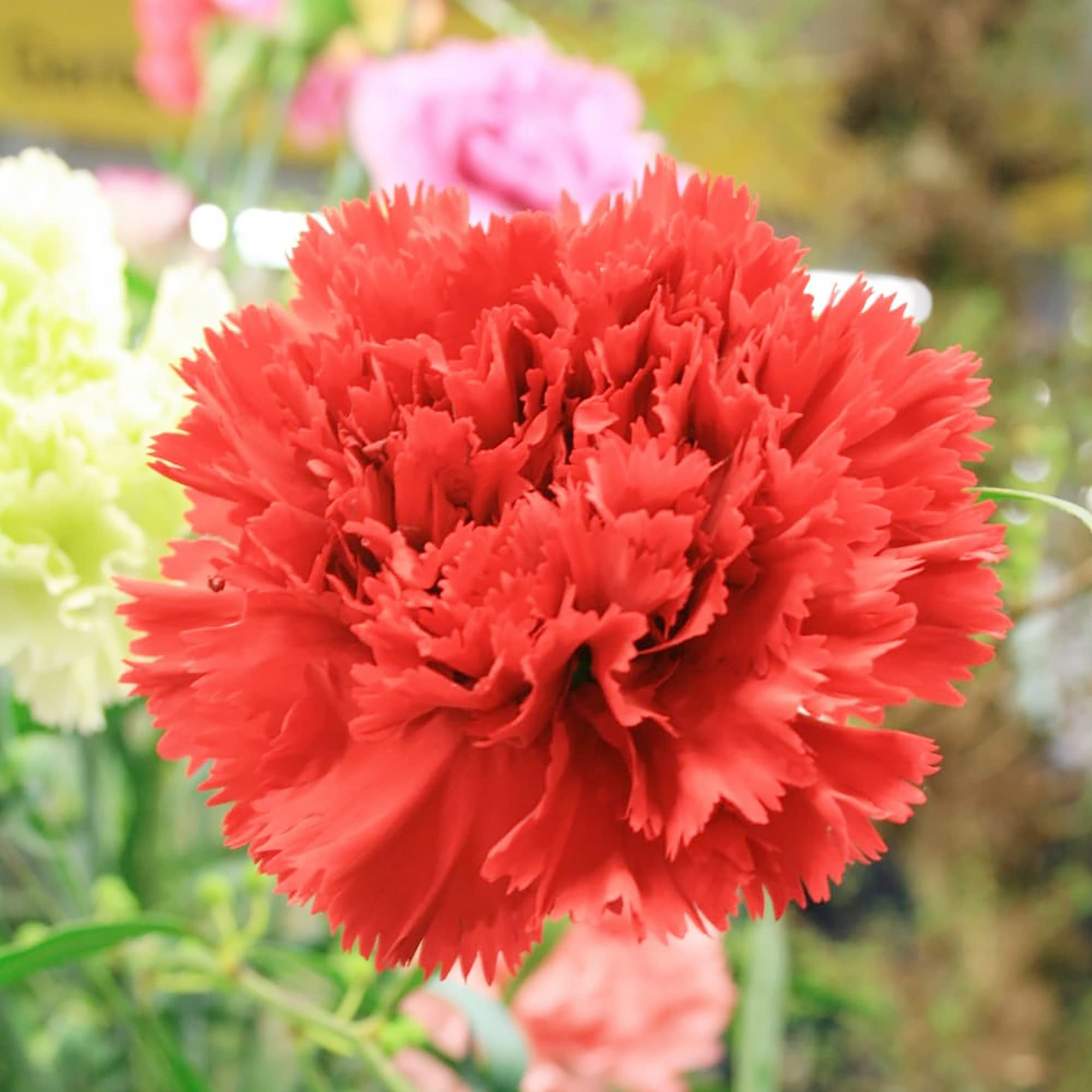 200 Seeds Carnation Etincellant Red - Fragrant Non-GMO Pollinator-Friendly Cut Flowers, Perfect for Gardens Bouquets (Dianthus caryophyllus)