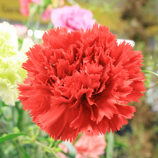 200 Seeds Carnation Etincellant Red - Fragrant Non-GMO Pollinator-Friendly Cut Flowers, Perfect for Gardens Bouquets (Dianthus caryophyllus)