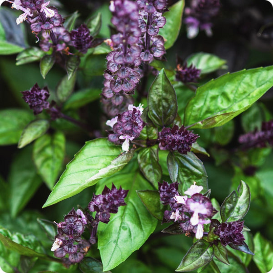 600 Seeds Cinnamon Basil, Ocimum Basilicum, Aromatic Herb with Spicy-Sweet Cinnamon Flavor