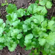 125 Seeds Leisure Cilantro, Coriandrum Sativum, Flavorful Herb for Cooking & Garnish