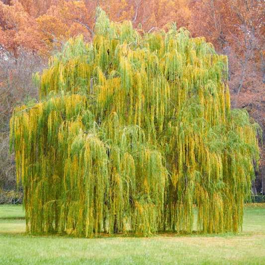 1 Weeping Willow Tree, Live Bare Root Plant, 2-3 Feet Tall, Fast-Growing Ornamental