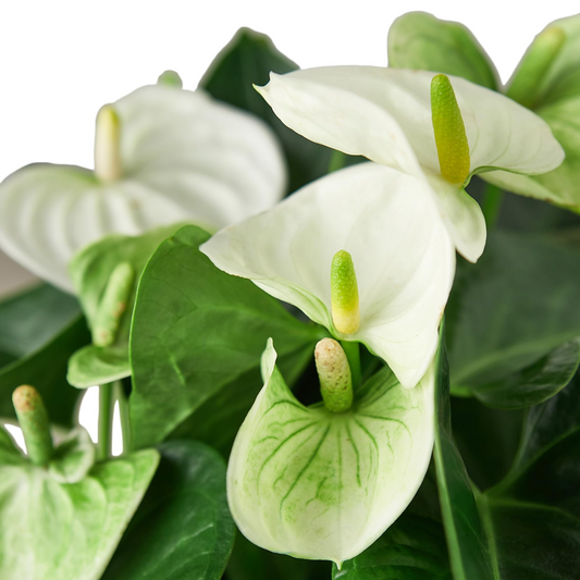 Anthurium Starter Plant - Live Plant with White Flamingo Flowers - Tropical Houseplant for Home, Office, & Decorative Indoor Spaces