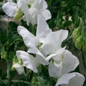50+ CCC Sweet Pea Seeds – Fragrant Flower Vines for Garden Planting, Vintage-Style Blooms for Trellises & Bouquets – USA Heirloom