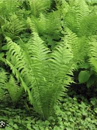 10 Ostrich Ferns, Matteuccia struthiopteris, Bare Root Perennial Shade Plants, Native Woodland Garden