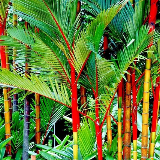 10 Red Sealing Wax "Lipstick" Palm Seeds – Cyrtostachys Renda, Rare Indoor Plant, Tropical Garden Palm
