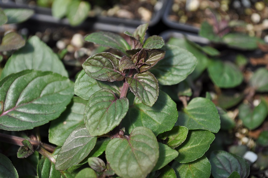 3 Bare Root Live Plants Robert Mitchum Chocolate Mint (Black Peppermint)
