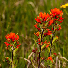 300 Seeds Castilleja Coccinea | Scarlet Indian Paintbrush Seeds for Planting | Native Wildflower | Bright Red Blooms | Pollinator Friendly