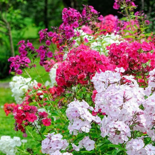 500 Seeds Phlox Tall Mix, Pink, White, Red Flowers, 18" Tall, Spring Blooms, Heirloom, Non-GMO, Perennial, Vibrant Garden Flowers