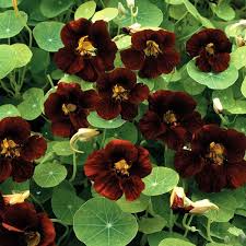 Black Velvet Nasturtium Seeds | Non-GMO | Velvety Red-Black Blooms | Edible Flowers |