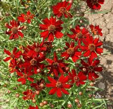 300 Seeds Coreopsis Plains Dwarf Red (Coreopsis tinctoria) Red Wildflower for Planting, Pollinator-Friendly, Low-Maintenance, Garden Blooms