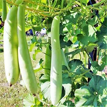 10 Seeds Cucuzzi Italian Edible Gourd Lagenaria siceraria | Heirloom Long Gourd, Tender Flavor, Vigorous Vine Growth