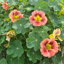 15 Seeds Nasturtium Purple Emperor, Heirloom Edible Flowers, Non-GMO, Tropaeolum majus, 18-24" Height, Purple Flowers, for Salads & Gardens