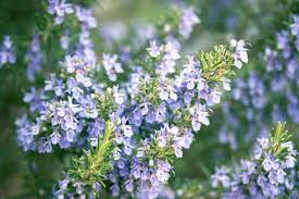 50 Seeds Rosemary (Salvia rosmarinus) – Aromatic Herb for Culinary and Ornamental Gardens