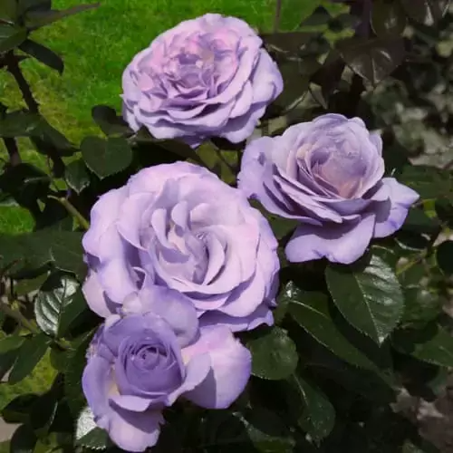Blue Girl Rose Bush Cuttings, 6” Unrooted, Lavender-Blue Blooms, Award-Winning, Fragrant, Rome Gold Medal Winner, USDA Zones 5-9