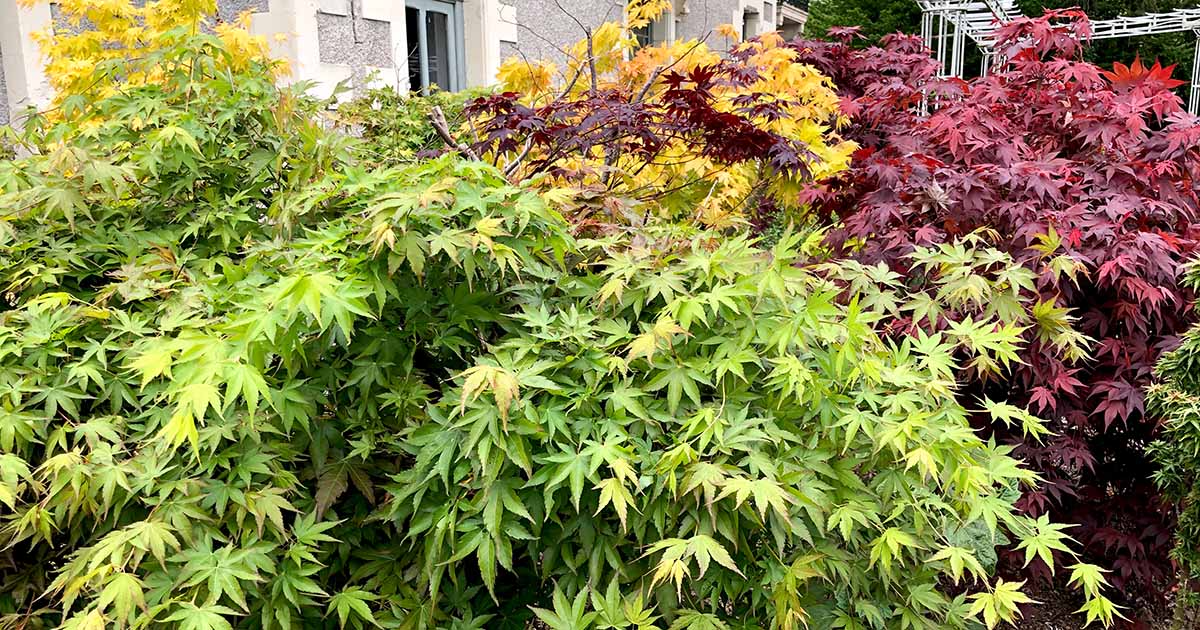 10 Seeds Acer Elegantulum (Dwarf Maple) for Planting - Beautiful Japanese Maple for Bonsai, Landscaping, & Gardens - Rare, Unique Tree Seeds