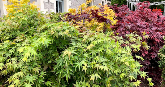 10 Seeds Acer Elegantulum (Dwarf Maple) for Planting - Beautiful Japanese Maple for Bonsai, Landscaping, & Gardens - Rare, Unique Tree Seeds