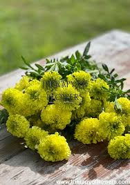 25+ Nosento Limegreen Marigold Seeds – Unique Pale Green Double Blooms for Garden Planting, Long-Lasting Summer Color – USA