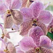 Orchid Species Vanda Jennae Seedling | Rare 6-Inch Potted Orchid for Indoor & Outdoor Growth | Exotic Tropical Orchid Plant