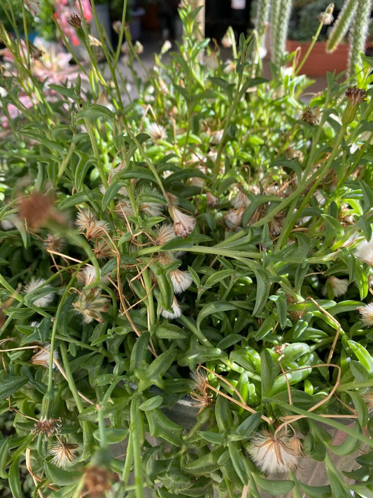 12 Cuttings String of Dolphins Senecio peregrinus Succulent Plant (4-8 Inches)