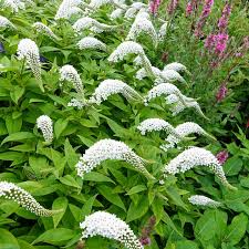10 Bare Root Gooseneck Loosestrife Perennial Plants, Lysimachia clethroides, Hardy Garden Flowers