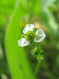 500 Seeds Alisma Subcordatum | Mud Plantain for Planting | Water Plant for Ponds & Wetlands | Native Aquatic Perennial | Wildlife Friendly