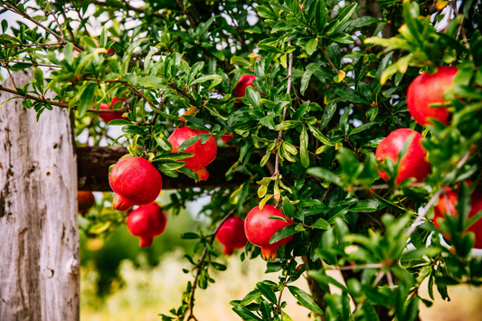 25 Pomegranate Seeds (Punica granatum) - Sweet Tropical Edible Fruit Shrub/Tree, Grow Your Own Fresh Pomegranates, Fast Growing, Healthy