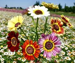 100 Painted Daisy Dunetti Mix Seeds - Chrysanthemum coccineum, Heirloom Perennial, Colorful Blooms, Non-GMO, Pollinator-Friendly