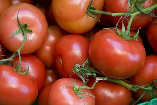 100 mg Seeds Tomato Rutgers – Solanum lycopersicum | Heirloom Tomato for Planting, Home Gardening & Juicy, Flavorful Harvests
