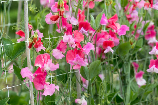 50+ Duo Salmon Sweet Pea Seeds – Soft Pink-Orange Fragrant Blooms for Garden Planting, Climbing Vines for Trellises – USA