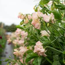 Castlewellan Sweet Pea Seeds – 50+ Bold Magenta Blooms – Climbing Vine for Trellises, Cottage Gardens, Bouquets & Borders – USA
