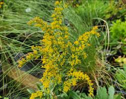 1000 Seeds Solidago Nemoralis | Gray Goldenrod for Planting | Yellow Wildflower | Native Perennial | Pollinator Friendly | Drought Tolerant