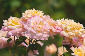 Peace Rose Cuttings for Rooting - 3 Fresh 5-6 Inch Cuts with Rooting Powder