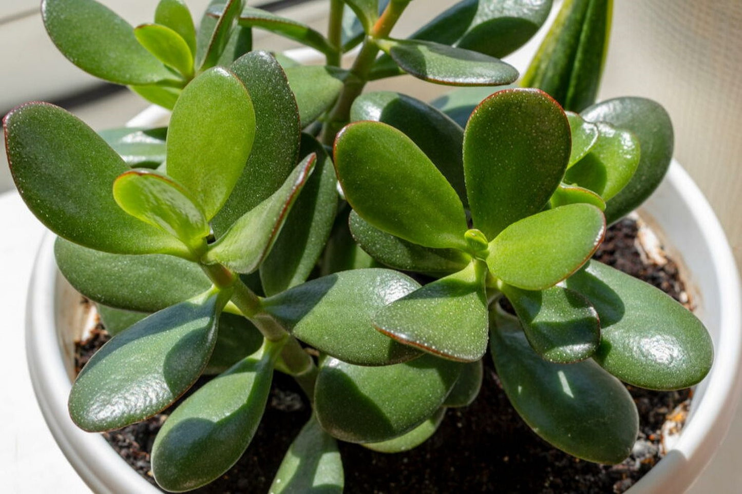 Jade Plant Cuttings (Crassula ovata) – 3 Unrooted Lucky Money Succulent Starts – 3" to 5" Each – Easy to Grow Gift Plant