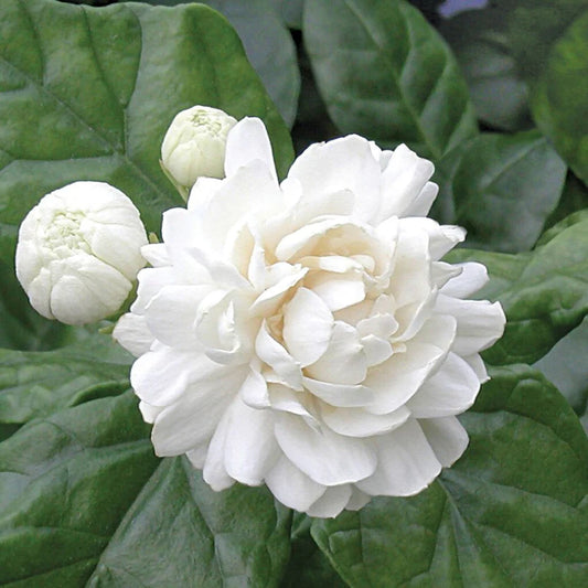 2 Grand Duke Jasmine Plants | Jasminum Sambac Bareroot Plugs 7–10" | Super Fragrant Arabian Jasmine | Live Flowering Shrub