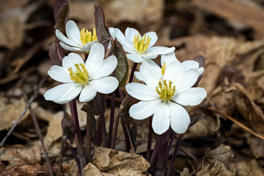 5 Twinleaf Plants (Jeffersonia diphylla) Bare Root Wildflower | Native Woodland Perennial | Early Spring Shade Garden Flower
