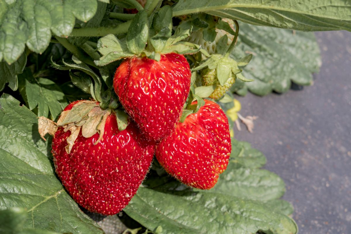 Jewel Strawberry Plants (25 Bare Root) – June-Bearing Variety – Large Sweet Berries – High Yield & Cold Hardy Garden Fruit