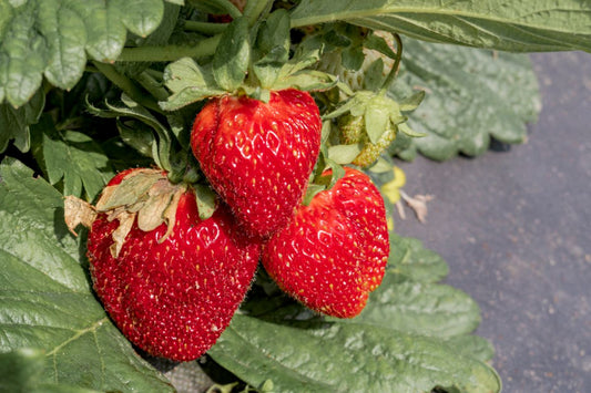 Jewel Strawberry Plants (25 Bare Root) – June-Bearing Variety – Large Sweet Berries – High Yield & Cold Hardy Garden Fruit