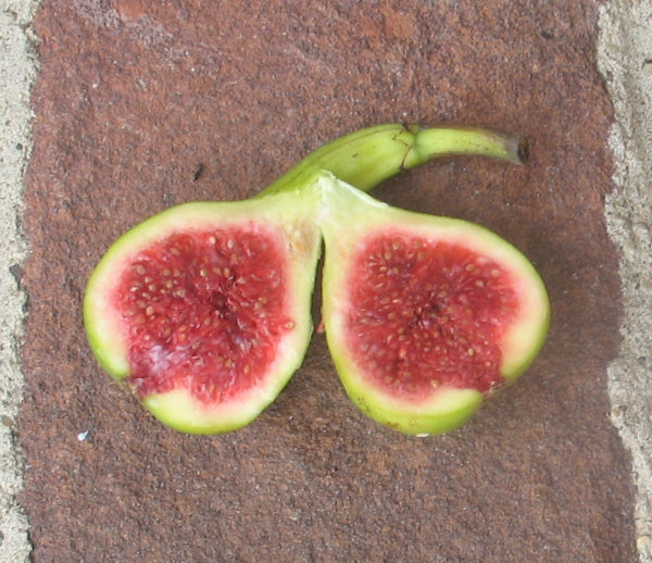 JH Adriatic Fig Cutting - Unrooted 8"+, 3+ Nodes | Ficus carica - Rare Green Fig with Strawberry Red Flesh for Propagation or Grafting