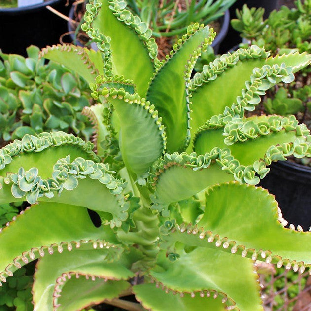 4 Kalanchoe Mother of Thousands Plants – 3-4" Bare Root Alligator Plants – Live Succulent for Easy Propagation & Indoor Gardening