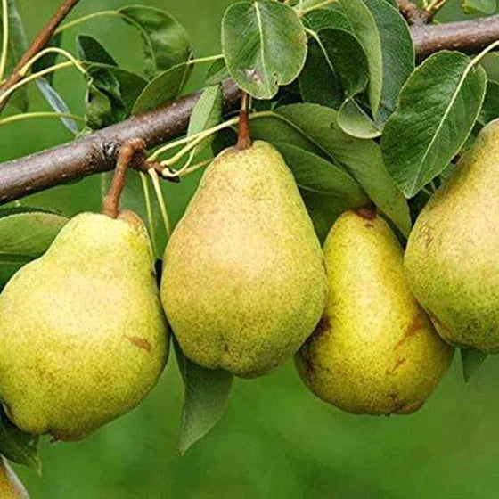 1 Kieffer Pear Tree – 2ft Tall Bare Root Fruit Tree – Self-Pollinating, Crisp Juicy Pears, Cold Hardy, Ready to Plant