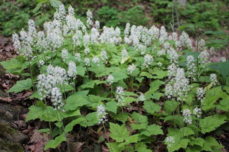 3 Foamflower Plants (Tiarella cordifolia) Bare Root Perennial | Native Woodland Ground Cover | Shade Garden Wildflower