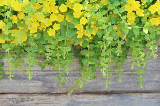 20 Golden Creeping Jenny Live Starter Plants | Lysimachia 'Aurea' | Groundcover & Aquarium Plant | Fast-Growing Live Plants