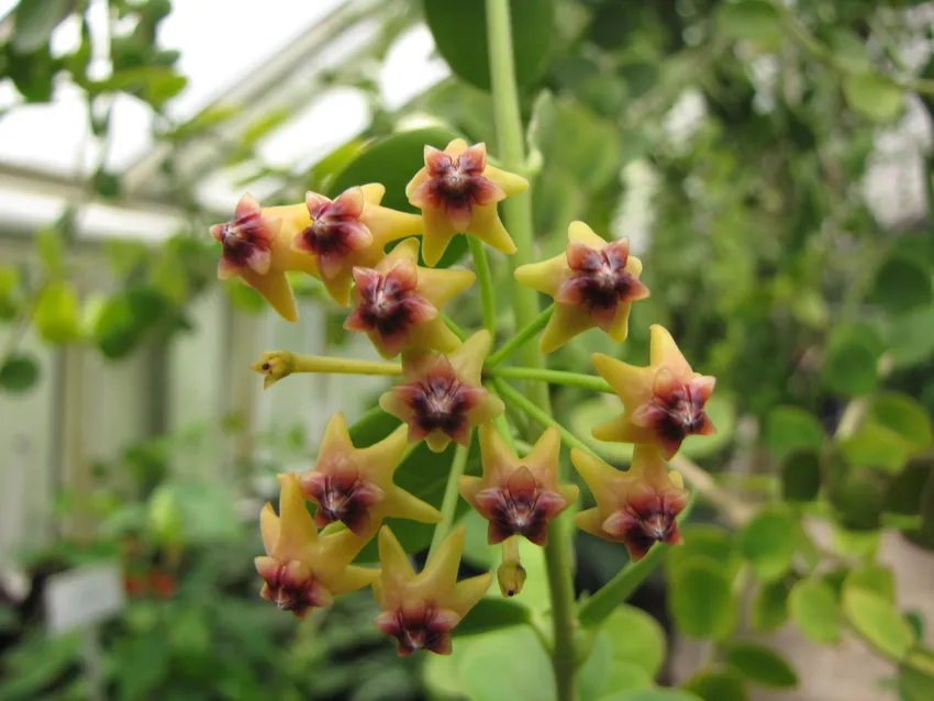 Hoya cumingiana Live Plant in 3-Inch Pot – Rare Wax Vine Houseplant