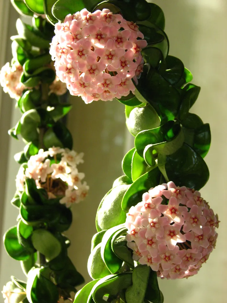 Hoya Hindu Rope Live Plant – 4-Inch or 6-Inch Pot – Hoya carnosa 'Compacta