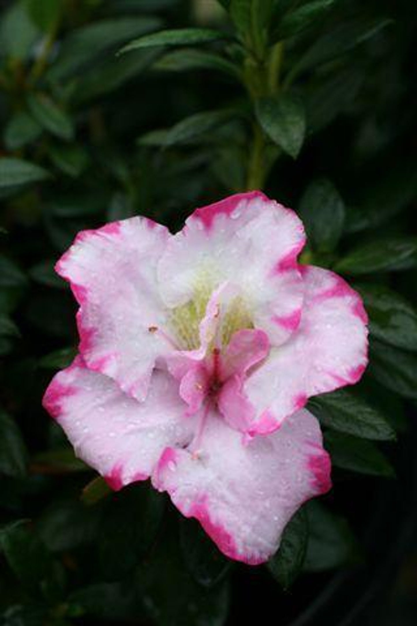 7 Azalea Cuttings Pink & White – Unrooted Rhododendron Wood 6–7” Long, 1/8–1/4” Thick, Grafting or Rooting Starts