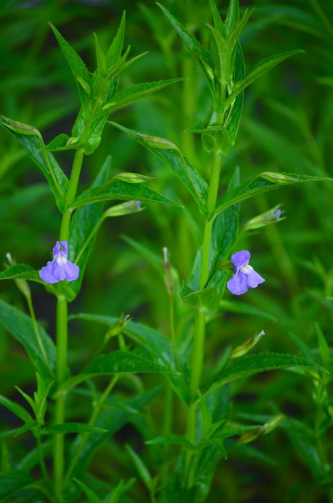 5000 Mimulus ringens Seeds | Monkey Flower | Allegheny Monkeyflower | Square-Stemmed Monkeyflower | Native Wetland Plant