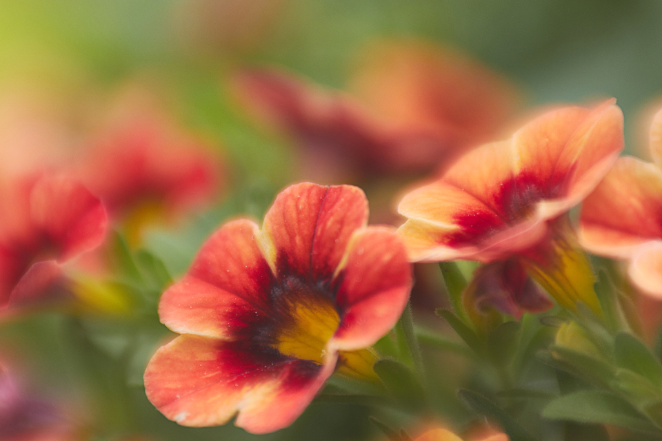 MiniFamous Neo Orange + Red Eye Million Bells 1 Live Plant – 4-Inch Pot – Calibrachoa