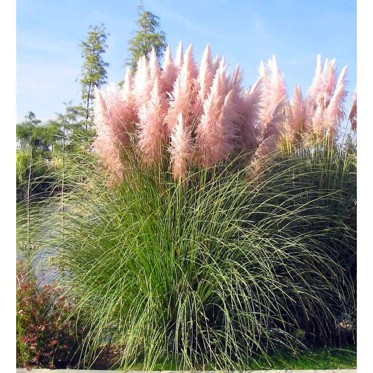 3 Pink Pampas Grass Plugs – Cortaderia selloana Live Ornamental Perennial Plants for Borders, Landscaping, and Decorative Garden Use