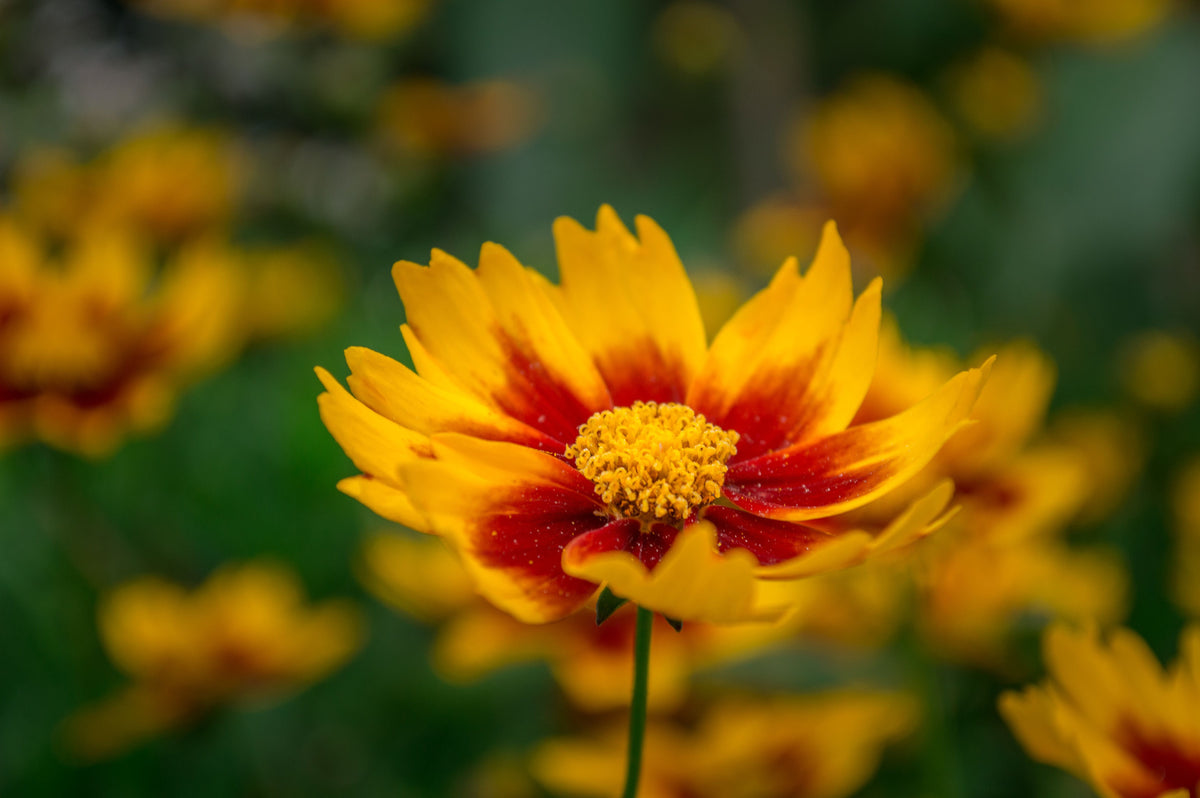 Lil Bang Darling Clementine Coreopsis 1 Live Plant – Coreopsis Hybrid – Quart Pot