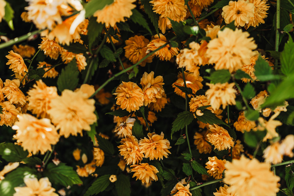 Double Flowered Japanese Rose 1 Live Plant – Kerria japonica ‘Pleniflora’ – Quart Pot